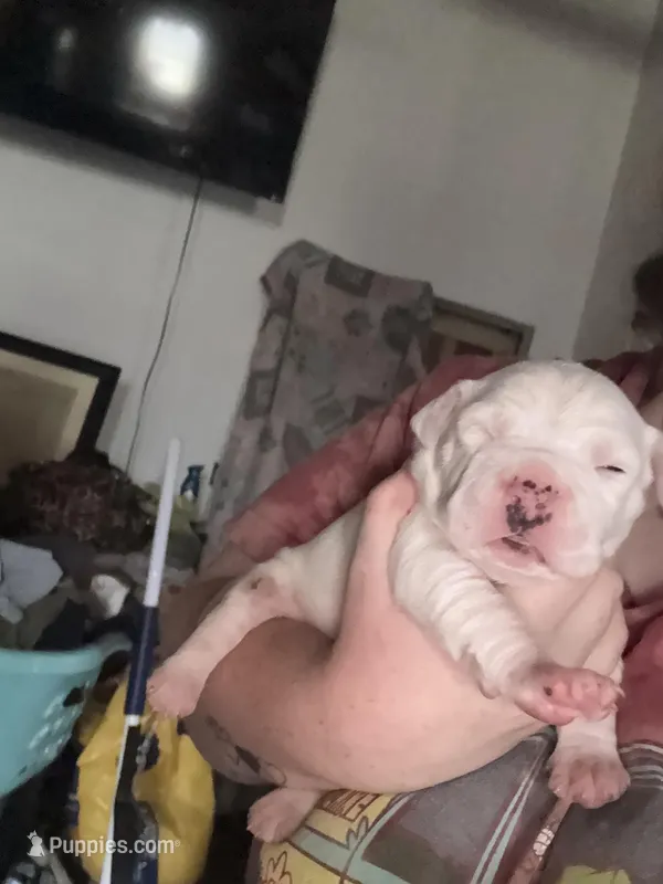 Pup – American Pit Bull Terrier puppy for sale in Canton, OK