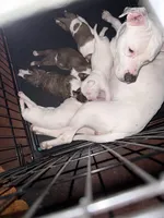 Pup, a female American Pit Bull Terrier for sale in Canton, OK – Photo 6 of 7