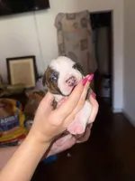 Pup, a female American Pit Bull Terrier for sale in Canton, OK – Photo 1 of 7