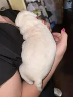 Pup, a male American Pit Bull Terrier for sale in Canton, OK – Photo 3 of 5