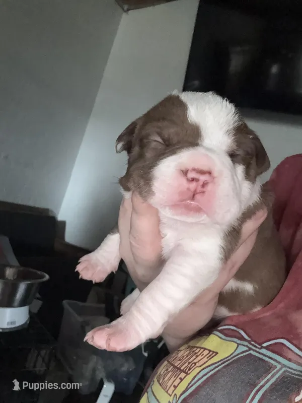 Pup – American Pit Bull Terrier puppy for sale in Canton, OK