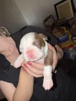 Pup, a male American Pit Bull Terrier for sale in Canton, OK – Photo 5 of 5