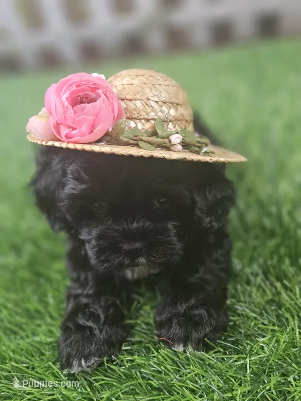 Baby – Shihpoo puppy for sale in Harrison, AR