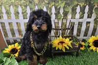 Stan, a male Cavapoo for sale in Harrison, AR – 2 of 9