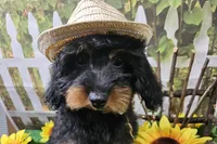 Stan, a male Cavapoo for sale in Harrison, AR – 4 of 9