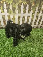 Baby, a female Shihpoo for sale in Harrison, AR – 3 of 10
