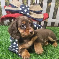 Suzy, a female Miniature Dachshund for sale in Harrison, AR – 8 of 10
