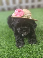 Baby, a female Shihpoo for sale in Harrison, AR – 10 of 10
