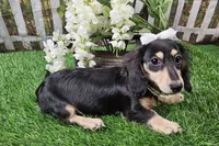 Lucy, a female Miniature Dachshund for sale in Harrison, AR – 5 of 9