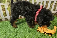 Stan, a male Cavapoo for sale in Harrison, AR – 8 of 9
