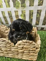 Aria, a female Shihpoo and Poodle - Miniature  for sale in Harrison, AR – 7 of 10