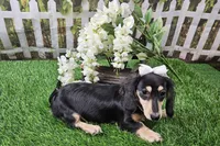 Lucy, a female Miniature Dachshund for sale in Harrison, AR – 7 of 9