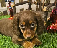 Suzy, a female Miniature Dachshund for sale in Harrison, AR – 4 of 10