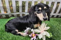 Lucy, a female Miniature Dachshund for sale in Harrison, AR – 4 of 9