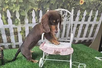 Candy, a female Miniature Dachshund for sale in Harrison, AR – 8 of 8
