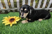 Lucy, a female Miniature Dachshund for sale in Harrison, AR – 8 of 9