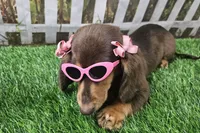 Candy, a female Miniature Dachshund for sale in Harrison, AR – 2 of 8