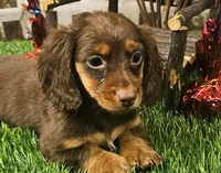 Suzy, a female Miniature Dachshund for sale in Harrison, AR – 3 of 10