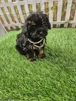 Aria, a female Shihpoo and Poodle - Miniature  for sale in Harrison, AR – 9 of 10