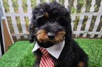 Stan, a male Cavapoo for sale in Harrison, AR – 6 of 9