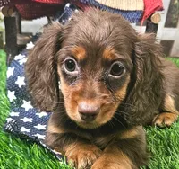 Suzy, a female Miniature Dachshund for sale in Harrison, AR – 7 of 10