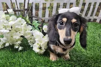 Lucy, a female Miniature Dachshund for sale in Harrison, AR – 6 of 9