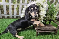 Lucy, a female Miniature Dachshund for sale in Harrison, AR – 2 of 9