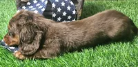 Suzy, a female Miniature Dachshund for sale in Harrison, AR – 9 of 10