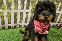 Stan, a male Cavapoo for sale in Harrison, AR – 5 of 9