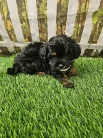 Aria, a female Shihpoo and Poodle - Miniature  for sale in Harrison, AR – 10 of 10