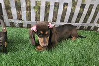 Candy, a female Miniature Dachshund for sale in Harrison, AR – 3 of 8