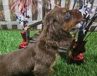 Suzy, a female Miniature Dachshund for sale in Harrison, AR – 10 of 10