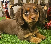 Suzy, a female Miniature Dachshund for sale in Harrison, AR – 5 of 10