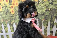 Stan, a male Cavapoo for sale in Harrison, AR – 3 of 9