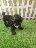 Baby, a female Shihpoo for sale in Harrison, AR – 7 of 10