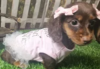 Suzy, a female Miniature Dachshund for sale in Harrison, AR – 1 of 10