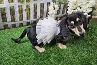 Lucy, a female Miniature Dachshund for sale in Harrison, AR – 9 of 9