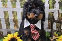 Stan, a male Cavapoo for sale in Harrison, AR – 7 of 9
