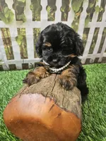 Aria, a female Shihpoo and Poodle - Miniature  for sale in Harrison, AR – 5 of 10