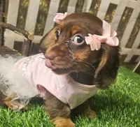 Suzy, a female Miniature Dachshund for sale in Harrison, AR – 2 of 10