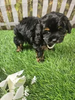 Aria, a female Shihpoo and Poodle - Miniature  for sale in Harrison, AR – 4 of 10