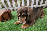 Candy, a female Miniature Dachshund for sale in Harrison, AR – 7 of 8