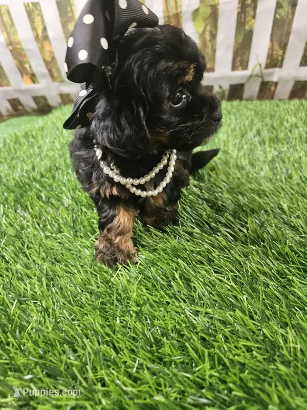 Aria – Shihpoo, Poodle - Miniature  puppy for sale in Harrison, AR