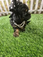Aria, a female Shihpoo and Poodle - Miniature  for sale in Harrison, AR – 1 of 10