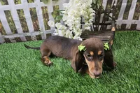 Candy, a female Miniature Dachshund for sale in Harrison, AR – 5 of 8
