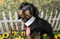 Stan, a male Cavapoo for sale in Harrison, AR – 9 of 9