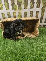 Aria, a female Shihpoo and Poodle - Miniature  for sale in Harrison, AR – 2 of 10