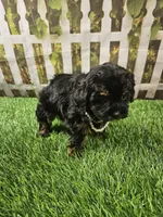 Aria, a female Shihpoo and Poodle - Miniature  for sale in Harrison, AR – 6 of 10