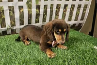 Candy, a female Miniature Dachshund for sale in Harrison, AR – 6 of 8