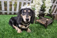 Lucy, a female Miniature Dachshund for sale in Harrison, AR – 3 of 9